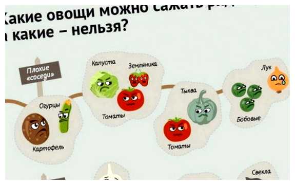 Какие растения не любят соседство с укропом