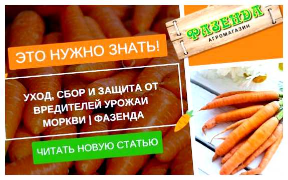 На каком расстоянии между рядами сажать морковь (какой, расстояние, морковь, посадки моркови) На каком расстоянии между рядами сажать морковь