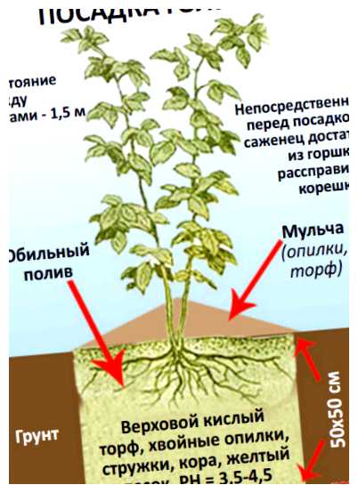 На каком расстоянии сажать голубику для опыления