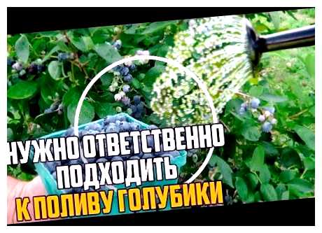 Нужно ли поливать голубику после посадки (нужно, поливать, голубика, после, после посадки, поливать голубику) Нужно ли поливать голубику после посадки