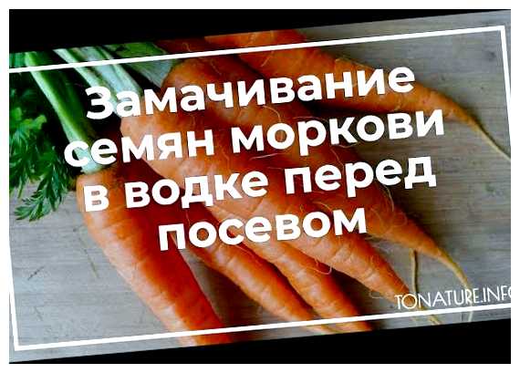 Сколько по времени замачивать семена моркови в водке (сколько, замачивать, семя, водка, моркови водке, семян моркови) Сколько по времени замачивать семена моркови в водке