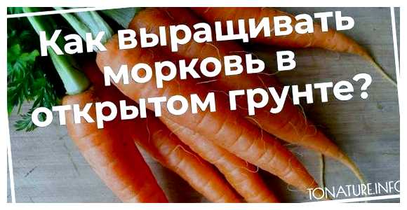 Сколько по времени замачивать семена моркови в водке (сколько, замачивать, семя, водка, моркови водке, семян моркови) Сколько по времени замачивать семена моркови в водке