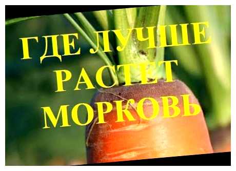 В каком месте лучше сажать морковь