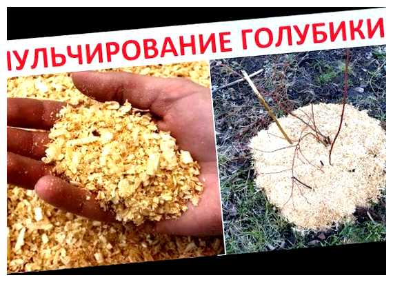 Чем лучше всего мульчировать голубику (лучше, голубика, мульчирования голубики, рост сорняков) Чем лучше всего мульчировать голубику
