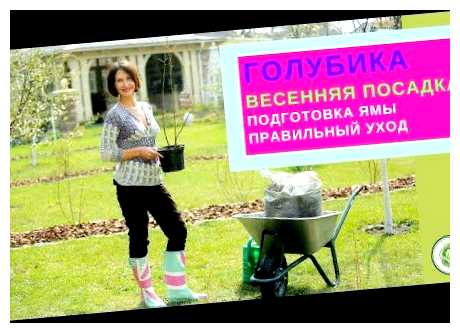 Чем наполнить яму при посадке голубики (голубика, посадке голубики, можно использовать, голубики помогает) Чем наполнить яму при посадке голубики