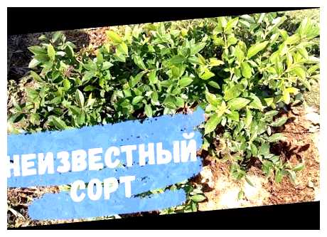 Чем наполнить яму при посадке голубики (голубика, посадке голубики, можно использовать, голубики помогает) Чем наполнить яму при посадке голубики