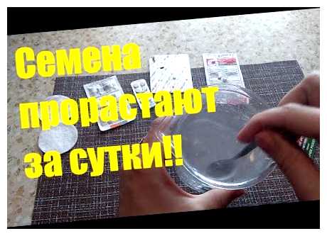 Чем обработать семена для быстрого прорастания (семя, прорастание, обработка семян, обработки семян) Чем обработать семена для быстрого прорастания