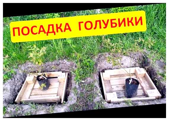 Чем оградить яму для голубики (голубика, ограды голубики, вокруг голубики, барьер птиц, выбрать голубики) Чем оградить яму для голубики