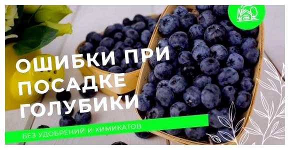 Чем оградить яму для голубики (голубика, ограды голубики, вокруг голубики, барьер птиц, выбрать голубики) Чем оградить яму для голубики