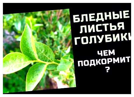 Чем подкормить голубику для роста