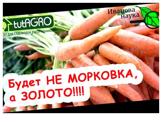 Чем подкормить морковь сразу после всходов (морковь, сразу, после, всходы, появления всходов) Чем подкормить морковь сразу после всходов