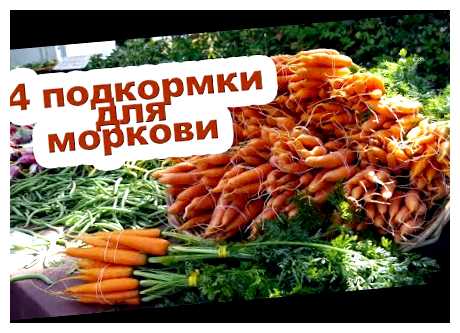 Чем подкормить морковку чтобы она была крупная и хорошая (подкормить, может привести, рекомендуется использовать, качественные корнеплоды, крупные качественные, крупные качественные корнеплоды) Чем подкормить морковку чтобы она была крупная и хорошая