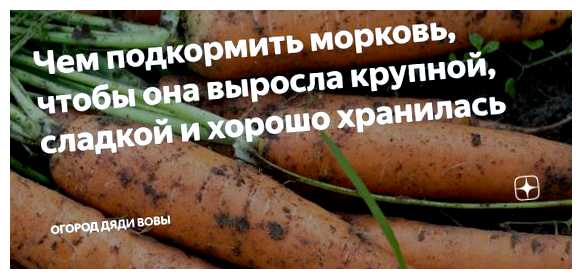 Чем подкормить морковку чтобы она была крупная и хорошая (подкормить, может привести, рекомендуется использовать, качественные корнеплоды, крупные качественные, крупные качественные корнеплоды) Чем подкормить морковку чтобы она была крупная и хорошая