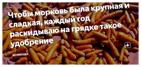 Чем подкормить морковку чтобы она была крупная и хорошая (подкормить, может привести, рекомендуется использовать, качественные корнеплоды, крупные качественные, крупные качественные корнеплоды) Чем подкормить морковку чтобы она была крупная и хорошая