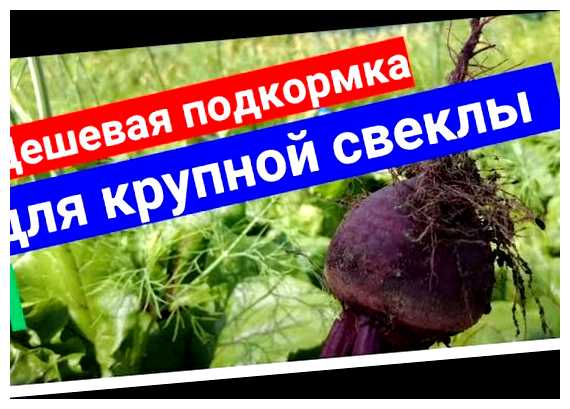 Чем подкормить свеклу чтобы она была большая