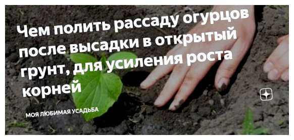 Чем полить огурцы после посадки в грунт