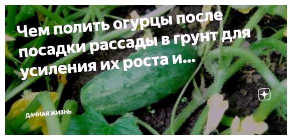 Чем полить огурцы после посадки в грунт