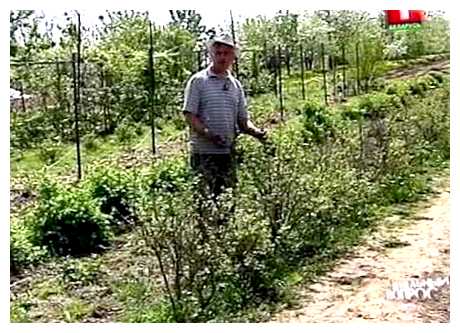 Чем поливать голубику при посадке
