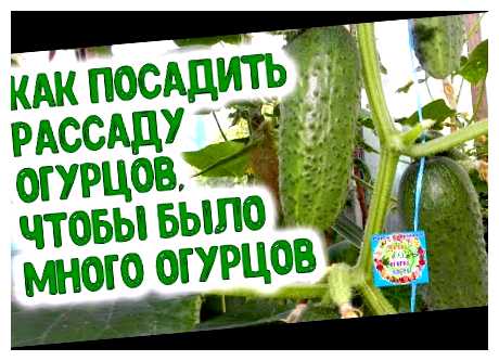 Чем поливать огурцы чтобы их было много
