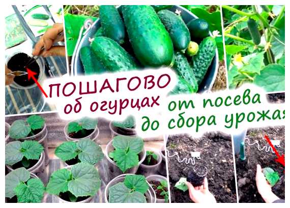 Чем поливать огурцы чтобы их было много