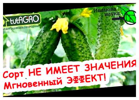 Чем поливать огурцы чтобы их было много