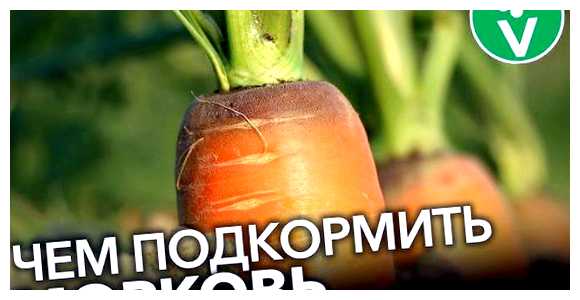 Чем удобрять морковь после посадки (удобрять, морковь, после, после посадки) Чем удобрять морковь после посадки
