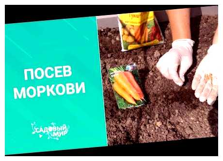 Чем удобрять морковь после посадки (удобрять, морковь, после, после посадки) Чем удобрять морковь после посадки
