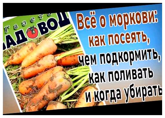 Чем удобрять морковь после посадки (удобрять, морковь, после, после посадки) Чем удобрять морковь после посадки