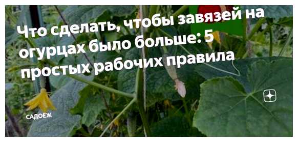 Что делать чтобы было больше завязи на огурцах