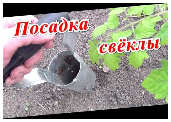 Что кидать в лунку при посадке свеклы (посадка, свекла, свеклы лунку, посадке свеклы, посадке свеклы лунку) Что кидать в лунку при посадке свеклы