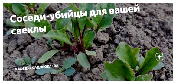 Какие хорошие соседи для свеклы