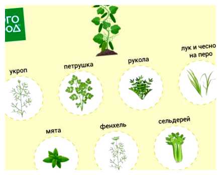 Какую зелень нельзя сажать рядом