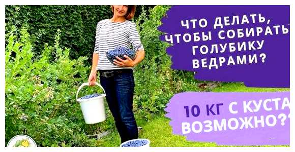 Сколько ягод можно собрать с одного куста голубики (сколько, ягода, можно, собрать) Сколько ягод можно собрать с одного куста голубики