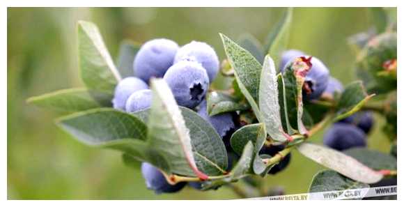 Чем посыпать голубику (посыпать, голубика, можно использовать, сахарный сироп, посыпки голубики) Чем посыпать голубику
