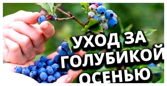 Что делать с голубикой после сбора урожая