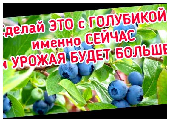 Что делать с голубикой после сбора урожая