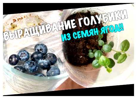 Что делать с кустом голубики на зиму (куст, голубика, кустов голубики, голубики зиме, кустов голубики зиме, кусты голубики) Что делать с кустом голубики на зиму