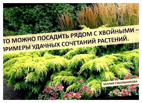 Что можно посадить рядом с кустами смородины