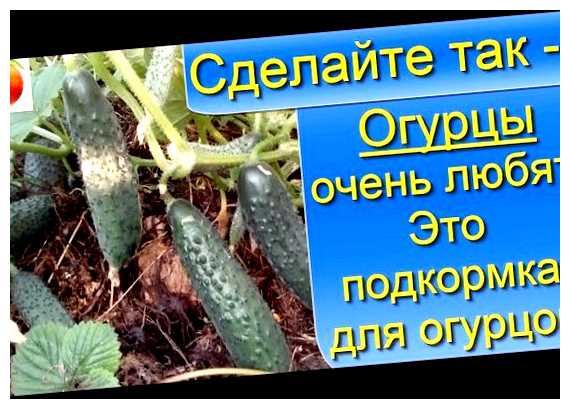 Что очень любят огурцы (большим потребителем, большим потребителем огурцов, зеленого овоща, калий магний, неповторимым вкусом, обладают неповторимым) Что очень любят огурцы