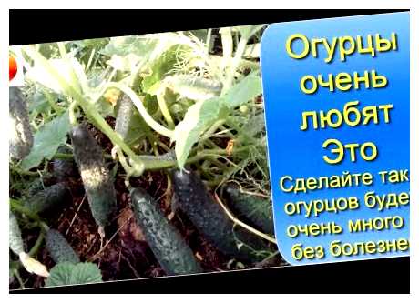 Что очень любят огурцы (большим потребителем, большим потребителем огурцов, зеленого овоща, калий магний, неповторимым вкусом, обладают неповторимым) Что очень любят огурцы