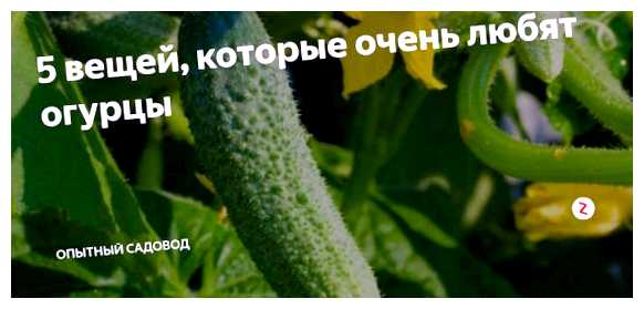Что очень любят огурцы (большим потребителем, большим потребителем огурцов, зеленого овоща, калий магний, неповторимым вкусом, обладают неповторимым) Что очень любят огурцы
