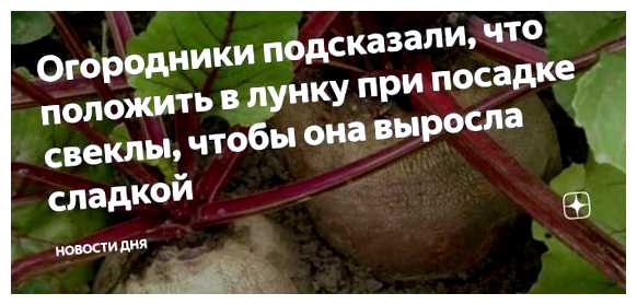 Что положить в лунки под свеклу