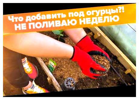 Что положить в лунку при посадке огурцов семенами в открытый грунт