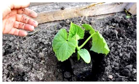 Что положить в лунку при высадке рассады огурцов в открытый грунт (положить, лунка, высадка, рассада) Что положить в лунку при высадке рассады огурцов в открытый грунт
