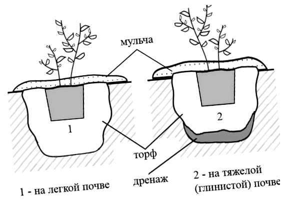 Что положить на дно посадочной ямы для голубики (положить, голубика, посадочной голубики, голубики посадочной) Что положить на дно посадочной ямы для голубики