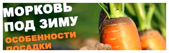 Что положить в грядку для посадки моркови