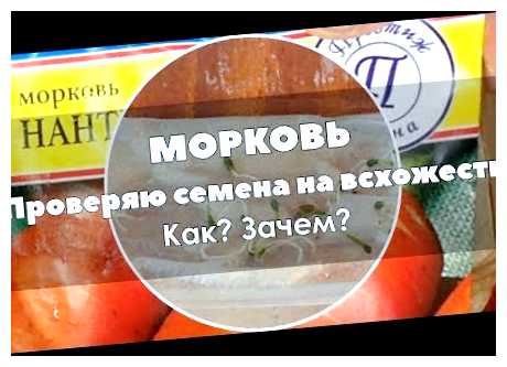 Что сделать для быстрой всхожести семян моркови (всхожесть, семя, морковь, семян моркови, всхожести семян) Что сделать для быстрой всхожести семян моркови