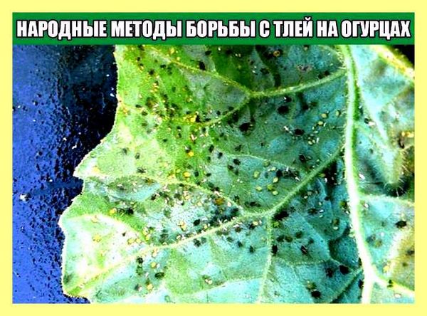 Чем можно потравить муравьев на грядке