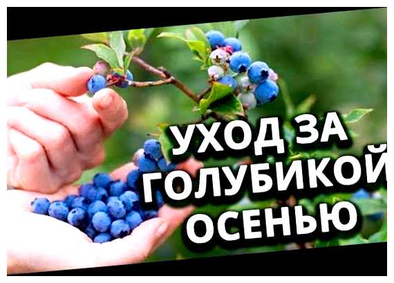 Что делать с голубикой после сбора урожая