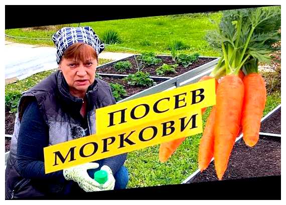 Что любит морковь при посеве
